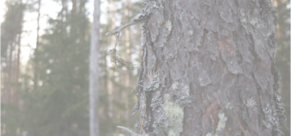 Kuva metsästä, jossa näkyy lähikuvassa männyn kaarnainen runko.